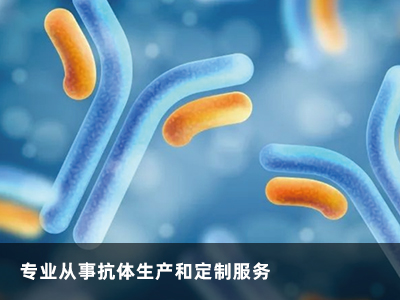 多肽合成 多肽合成