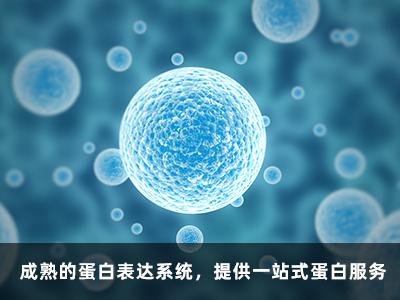 蛋白表达 蛋白表达