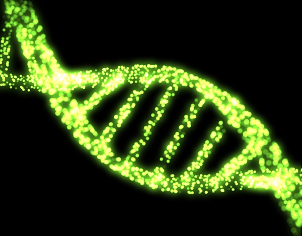 荧光标记抗体 荧光标记抗体